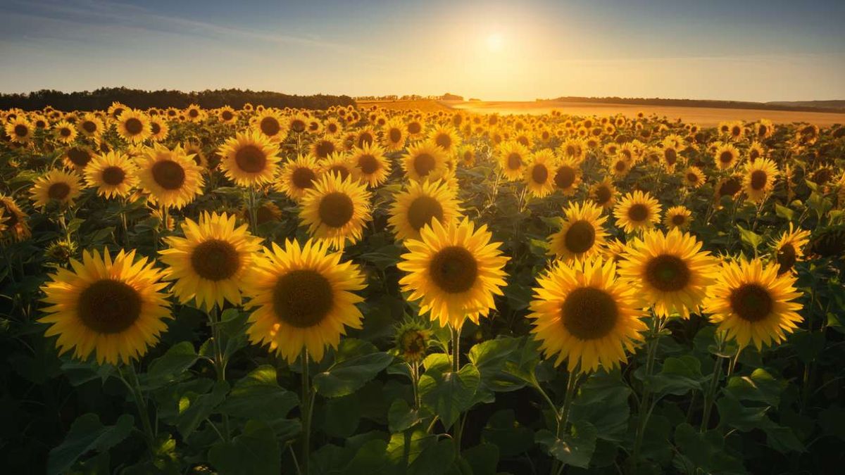 por que se mueven las plantas