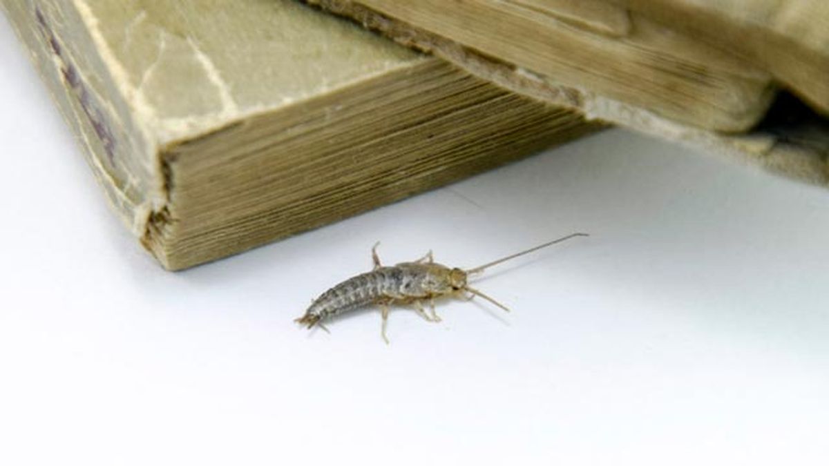 como evitar la aparicion de plagas en el hogar