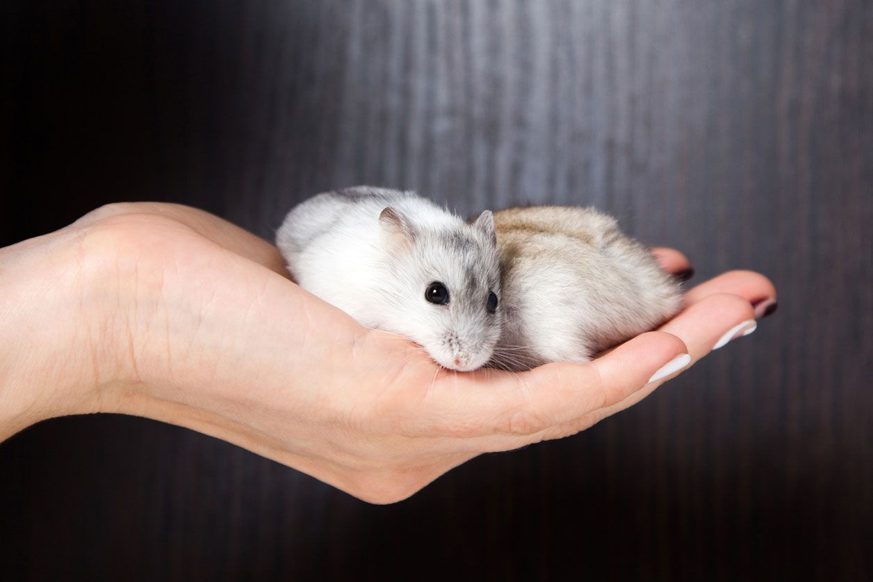 hamster ruso y robo