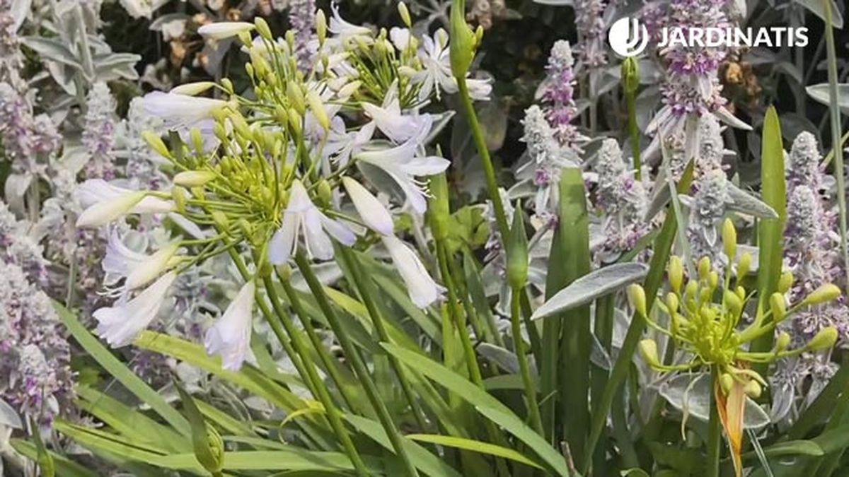 agapanthus medio planta flor para decorar jardin en gris blanco xl