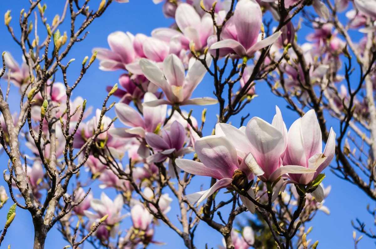 Magnolios de flor primaveral   soulangeanas rosa
