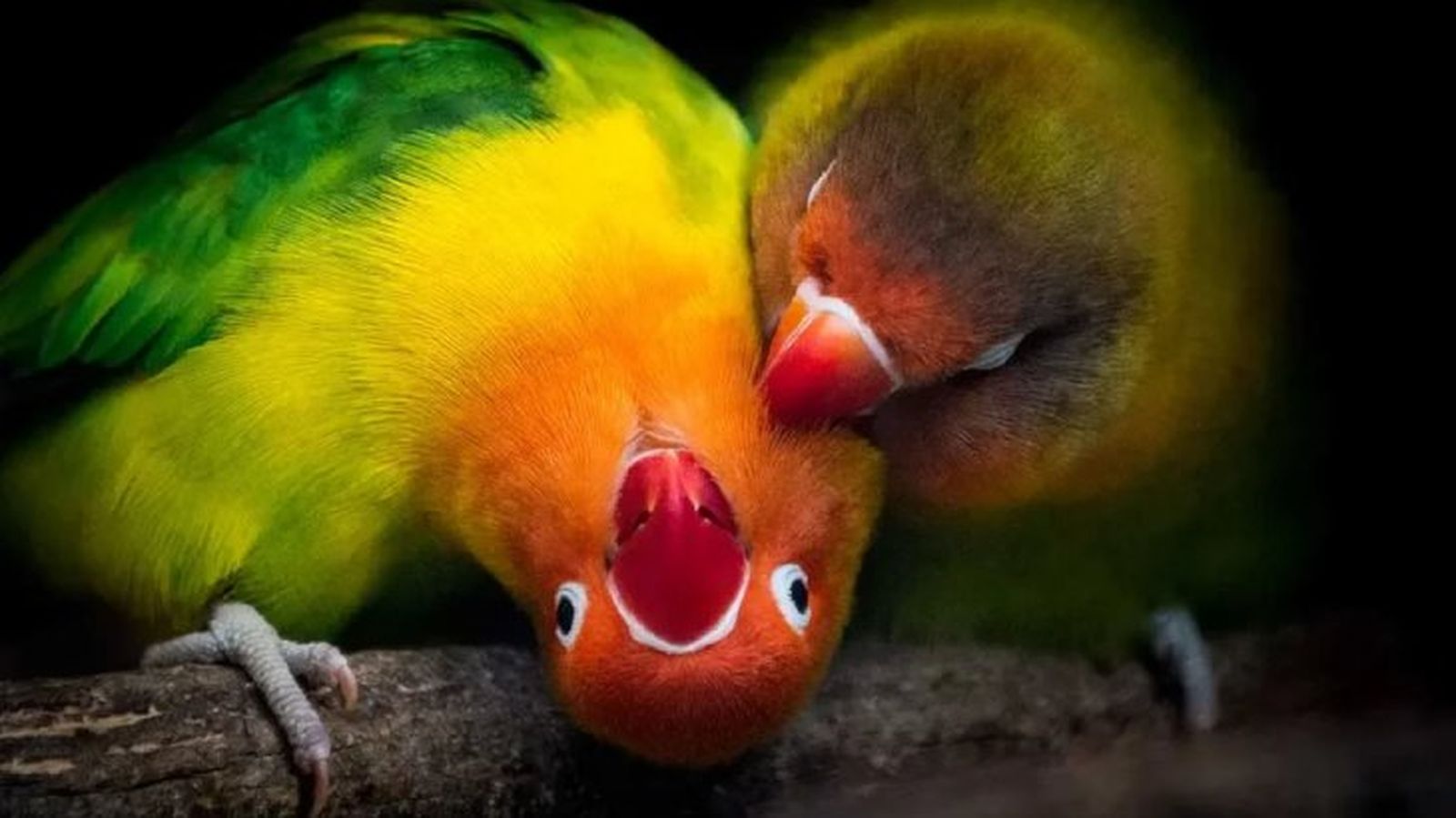 animales prohibidos como mascotas 8