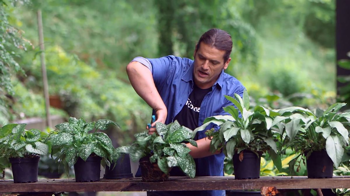 brico 0959 brumera pulmonaria reproduccion