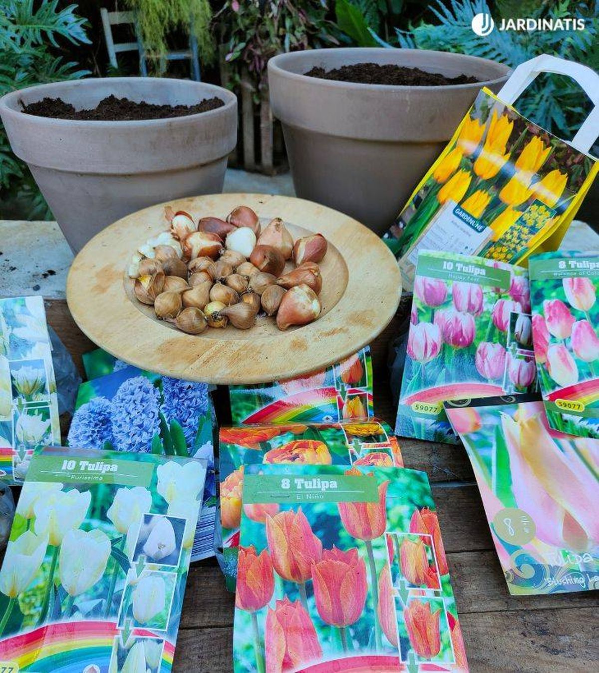surtido de bulbos de tulipan
