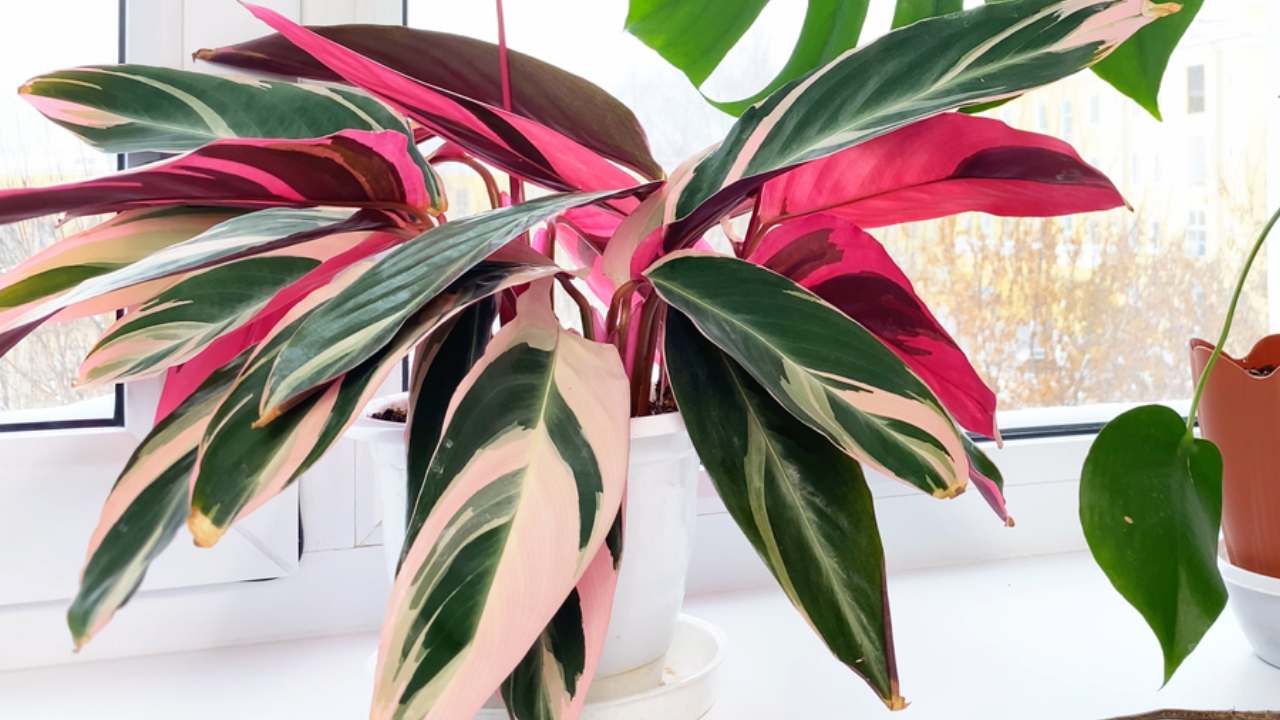 planta stromanthe triostar xl
