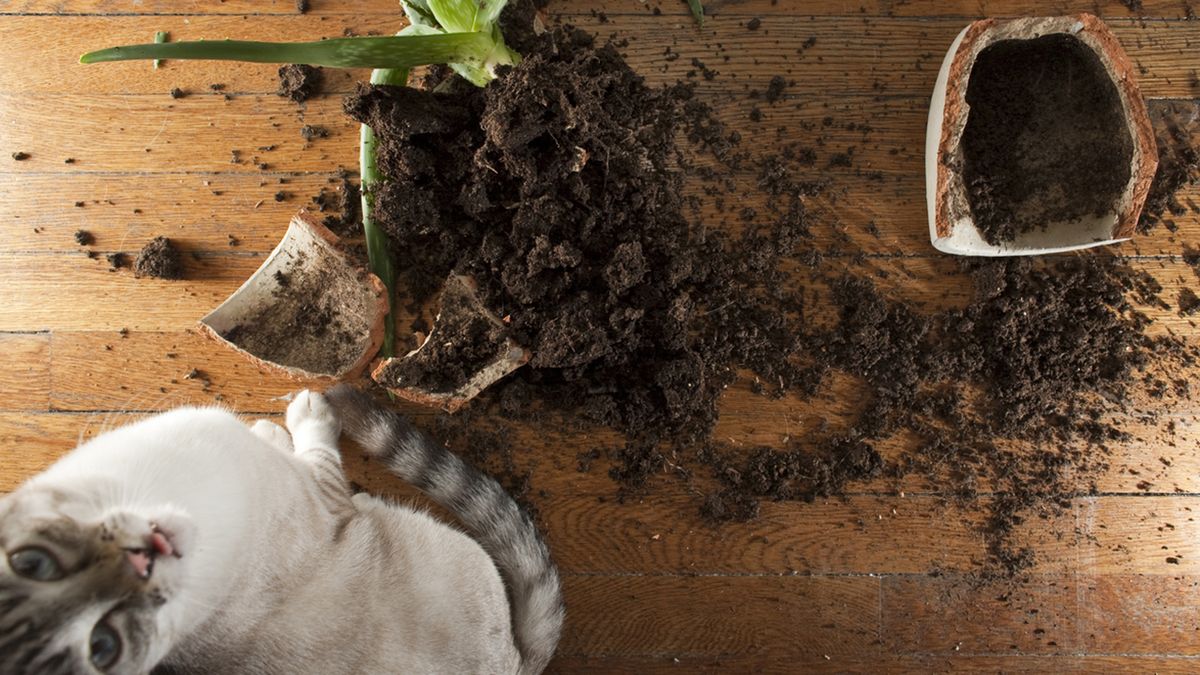 gato destrozando.una planta