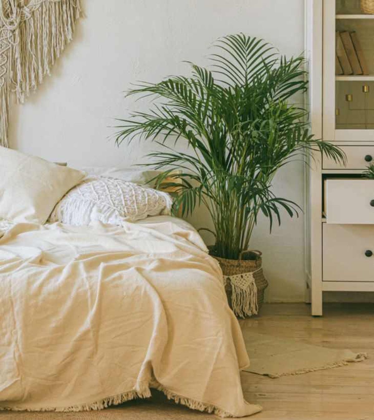 Kentia en dormitorio