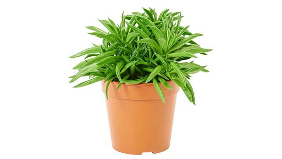 Peperomia ferreyrae ikea