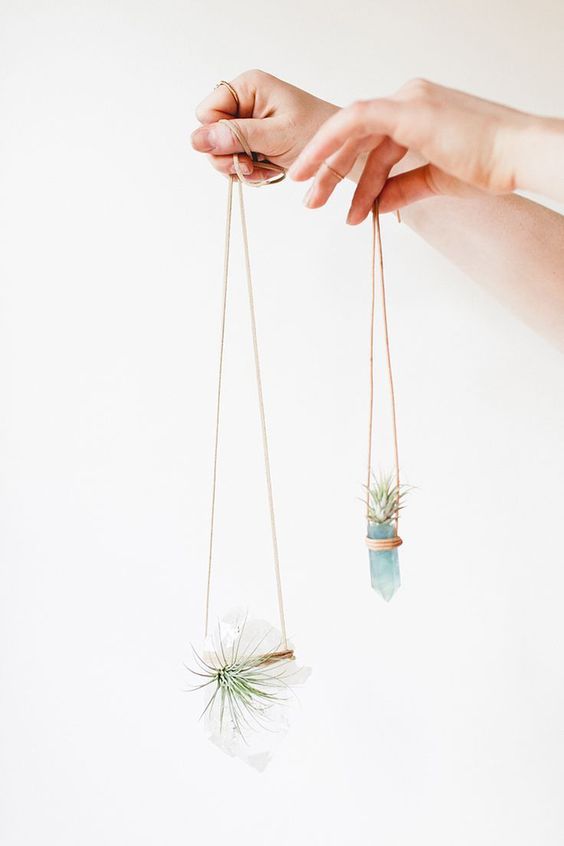 plantas aereas colgantes minerales