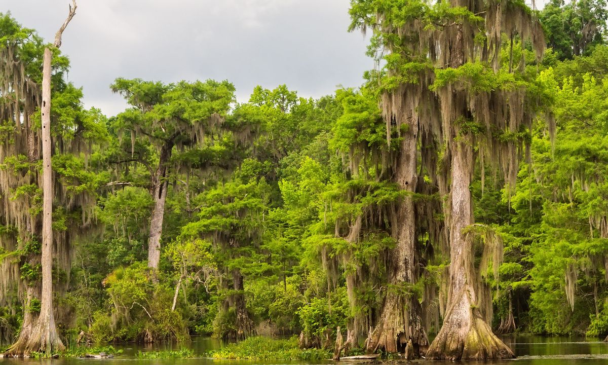Ciprés de los pantanos o Taxodium distichum