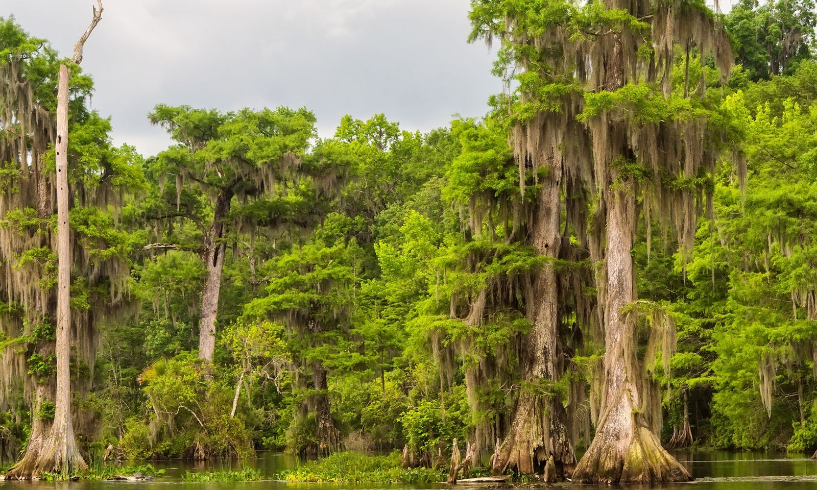 Ciprés de los pantanos o Taxodium distichum