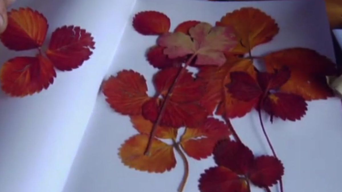 brico jardin 825 collage vegetal con hojas secas 3