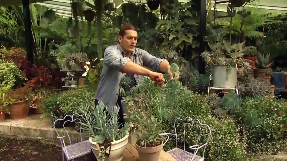 deco711 jardineria plantas hojas grises azules senecio