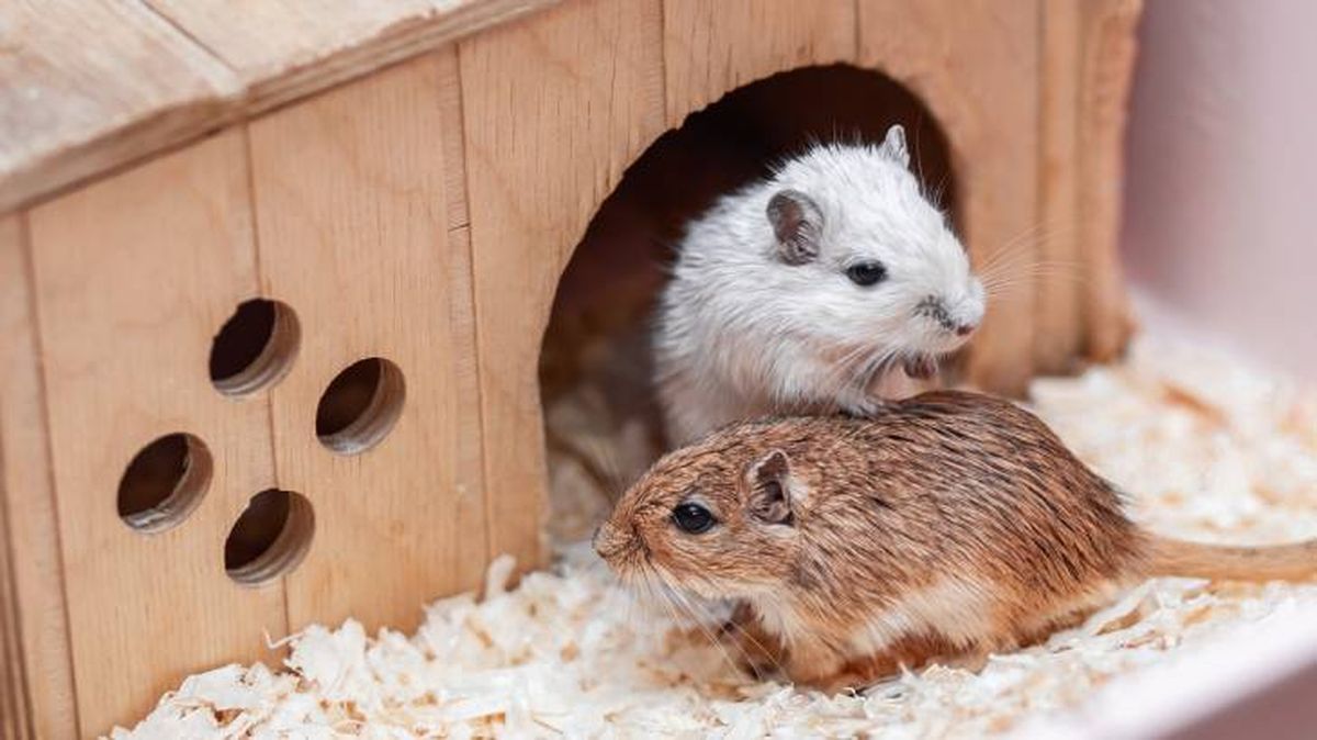 Jerbos de Mongolia jugando en su terrario