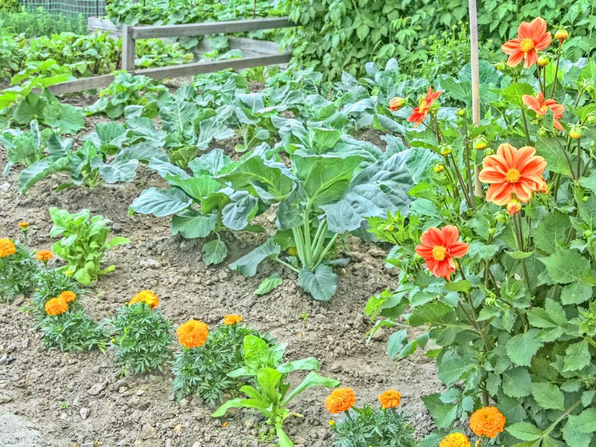 El Huerto mixto combina plantas comestibles con ornamentales para embellecer el espacio sin perder funcionalidad.