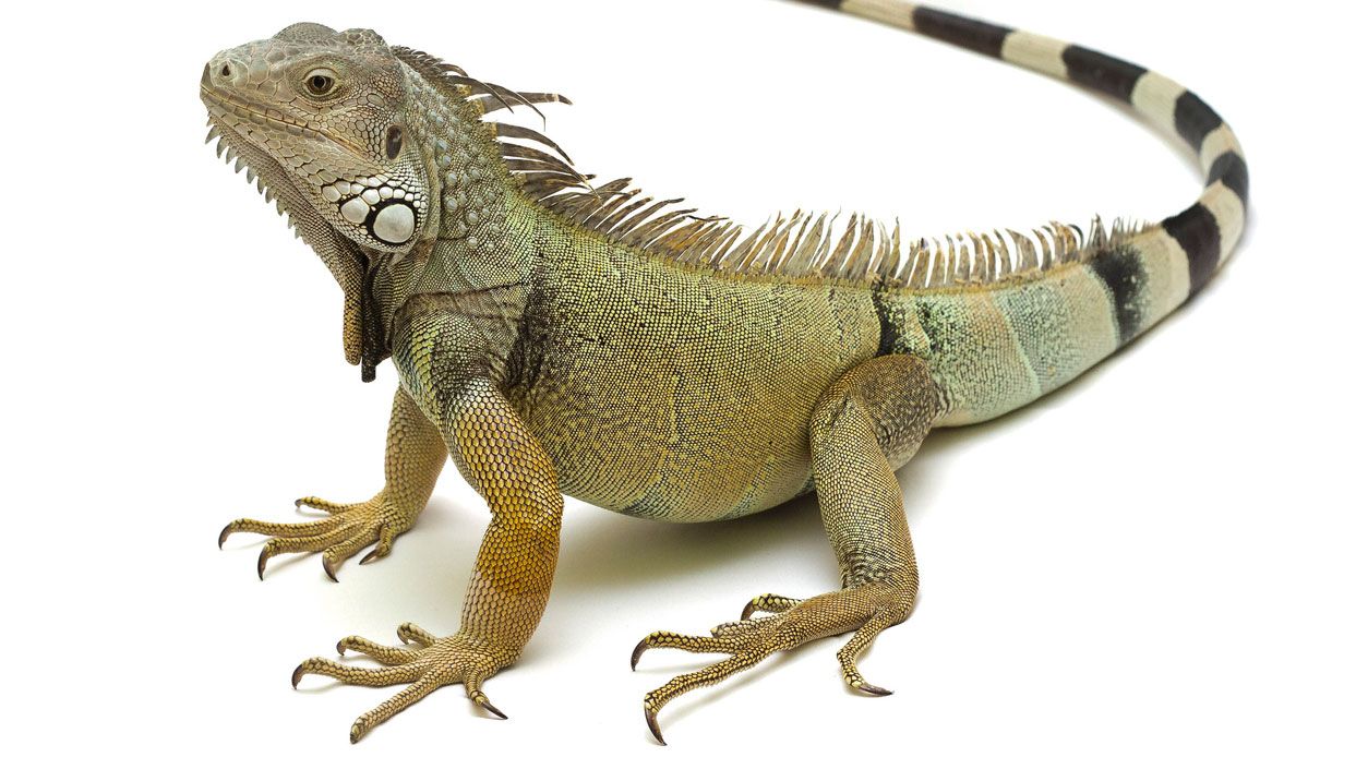 iguana verde adulto