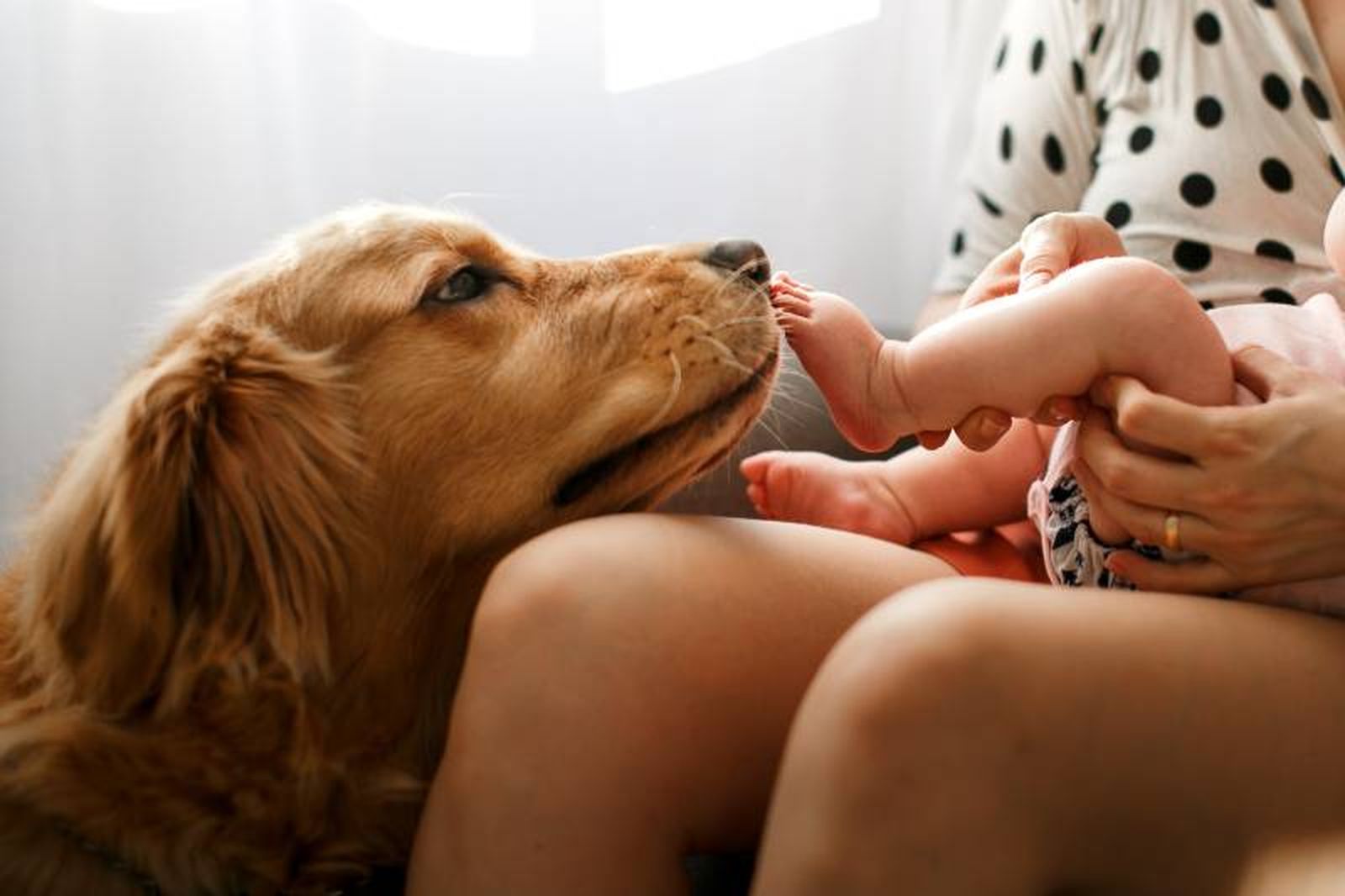 El pasado 20 de febrero fue el Día Mundial de Amar a tu Mascota.
