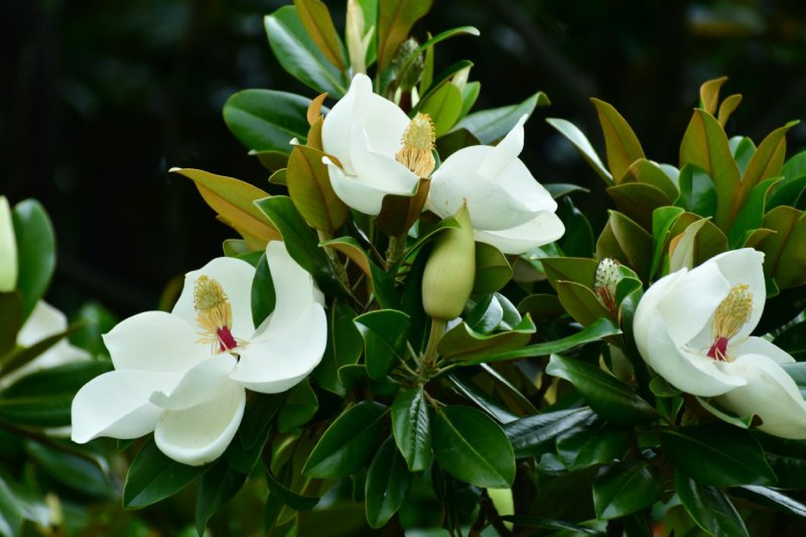 Magnolia virginiana