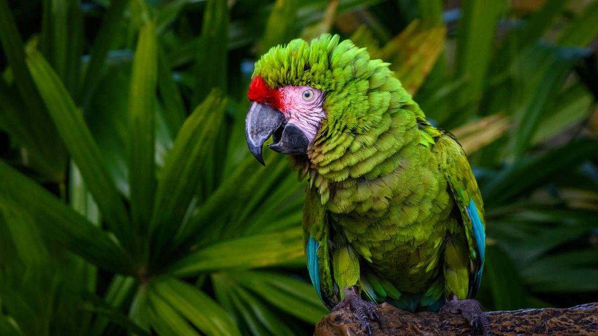 Guacamayo verde.