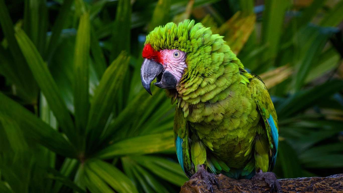 Guacamayo verde.