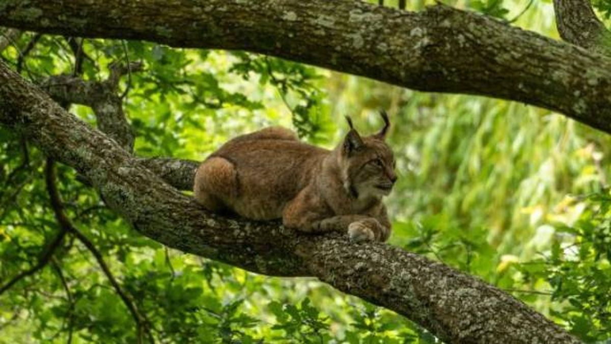 animales karpin centro acogida fauna silvestre lince