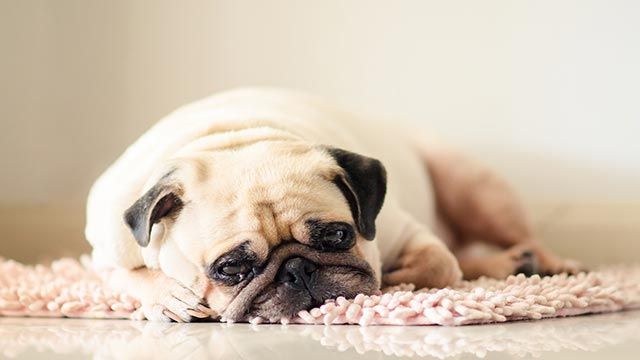 pug triste