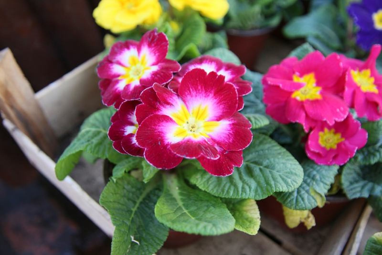 Primula obconica.