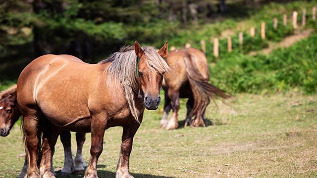 Caballo Burguete