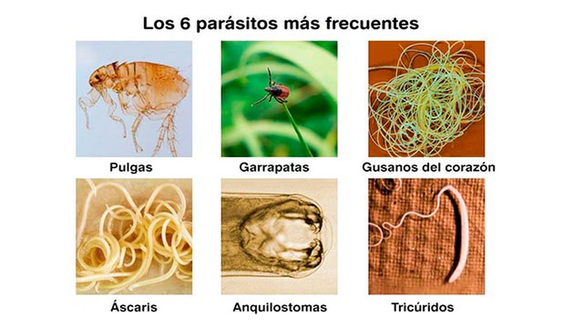 6 parasitos frecuentes perros