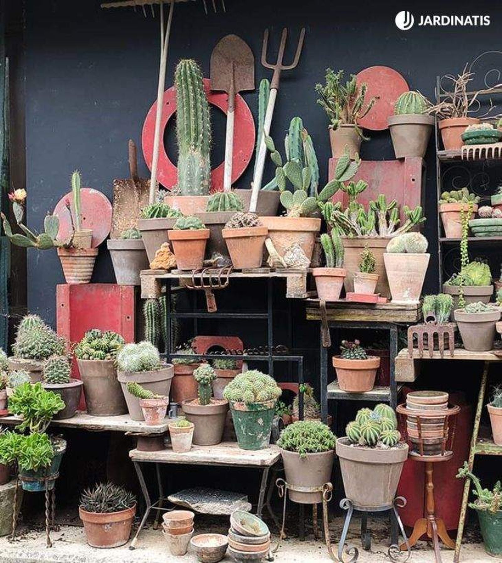 Parte de la colección de cactus y crasas de Iñigo Segurola