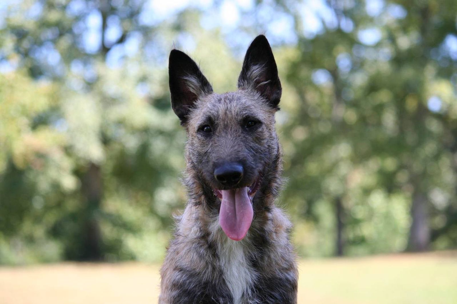 Su número ha disminuido considerablemente en los últimos tiempos.