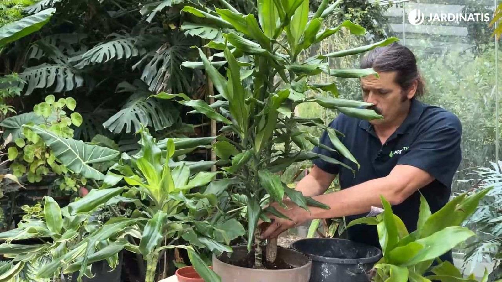 El trasplante es esencial para que el tronco de Brasil crezca de forma saludable