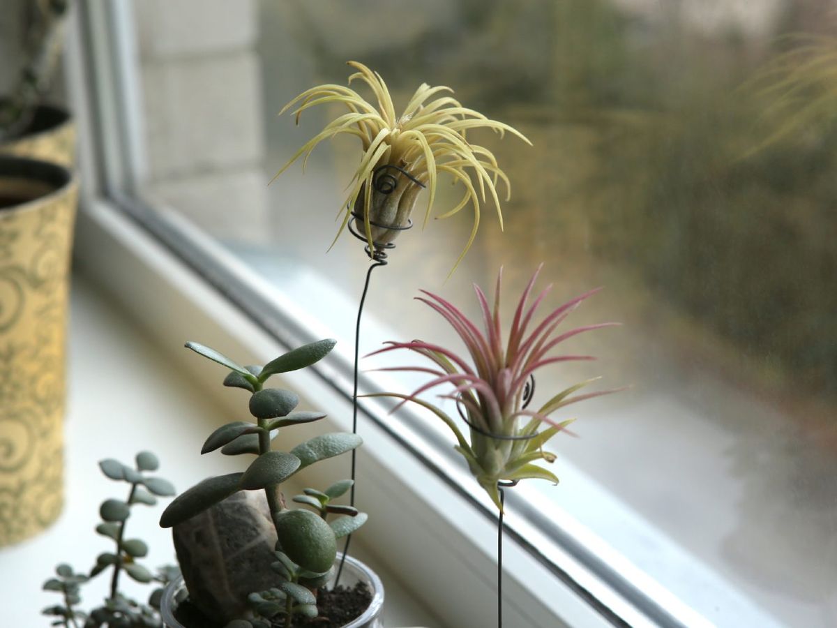 Nunca las ubiques a pleno sol.