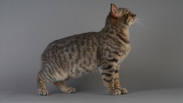 gato manx sin cola