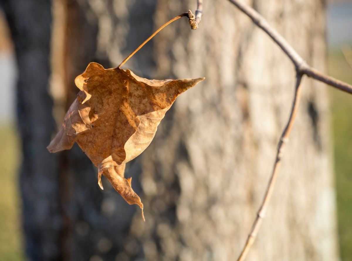 Hoja a punto de caer