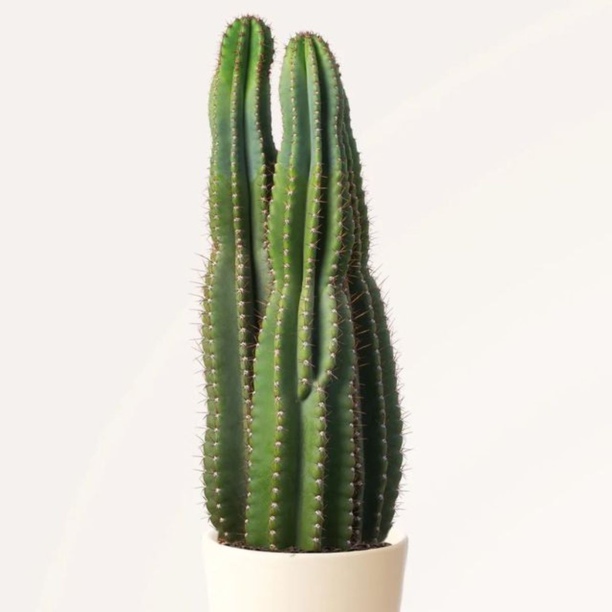 cactus pachycereus pringlei april plants