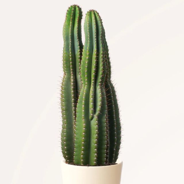 cactus pachycereus pringlei april plants