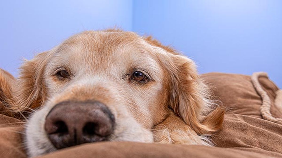 perro mayor tumbado
