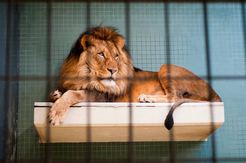 Un león que vive en un zoológico, aunque veamos que tiene cierta libertad de movimiento, vive en la misma jaula que un canario.