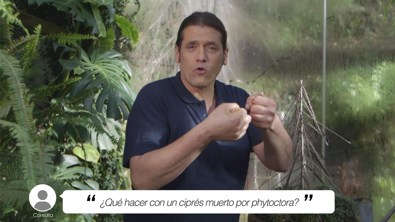 brico 1012 jardin briconsulta cipres muerto por phytoctora