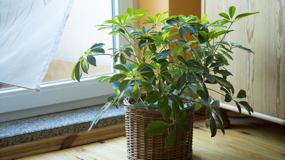 cheflera caracteristicas