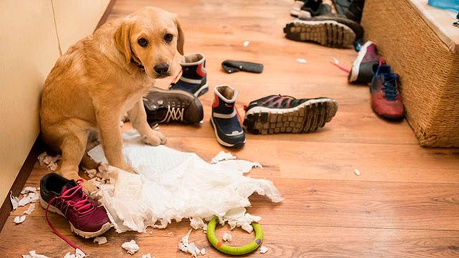 evitar perro destroce casa 1