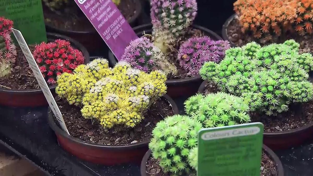 deco 565 plantas en miniatura cactus tintados