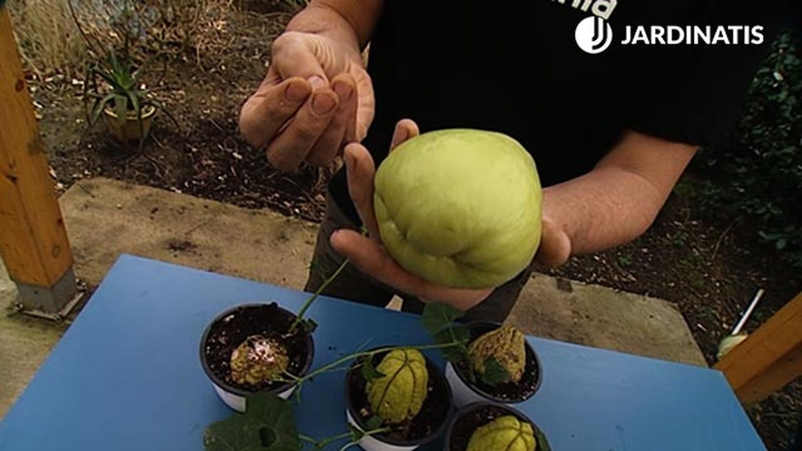 caracteristicas del fruto chayote brico 604 jardin