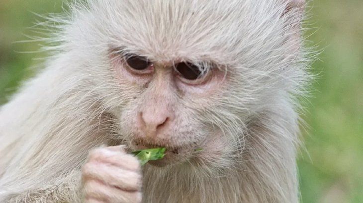 animales albinos mono