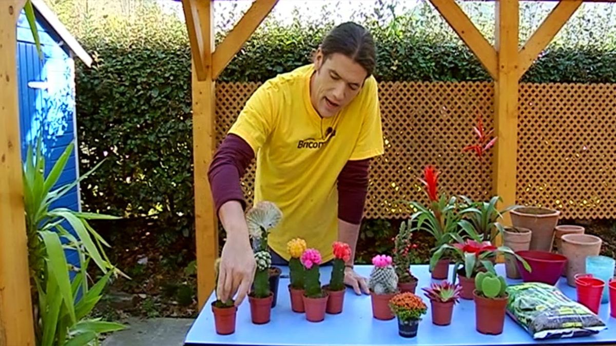 brico 681 plantas pequenas vestir la mesa