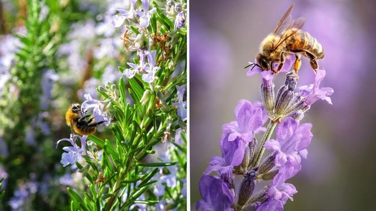 romero lavanda plantas meliferas