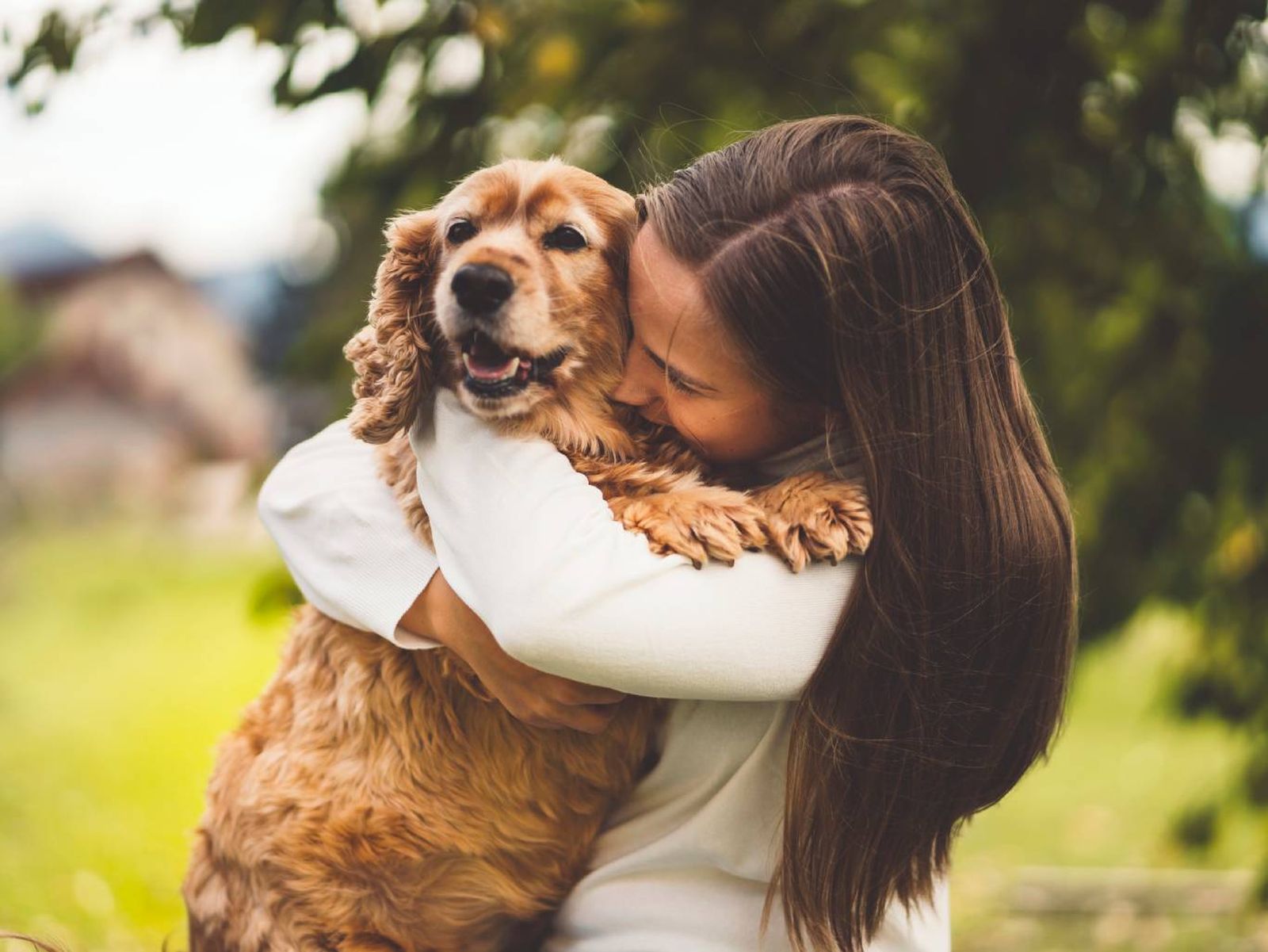 El Cocker Spaniel es un perro que tiene predisposición a padecer diferentes enfermedades.