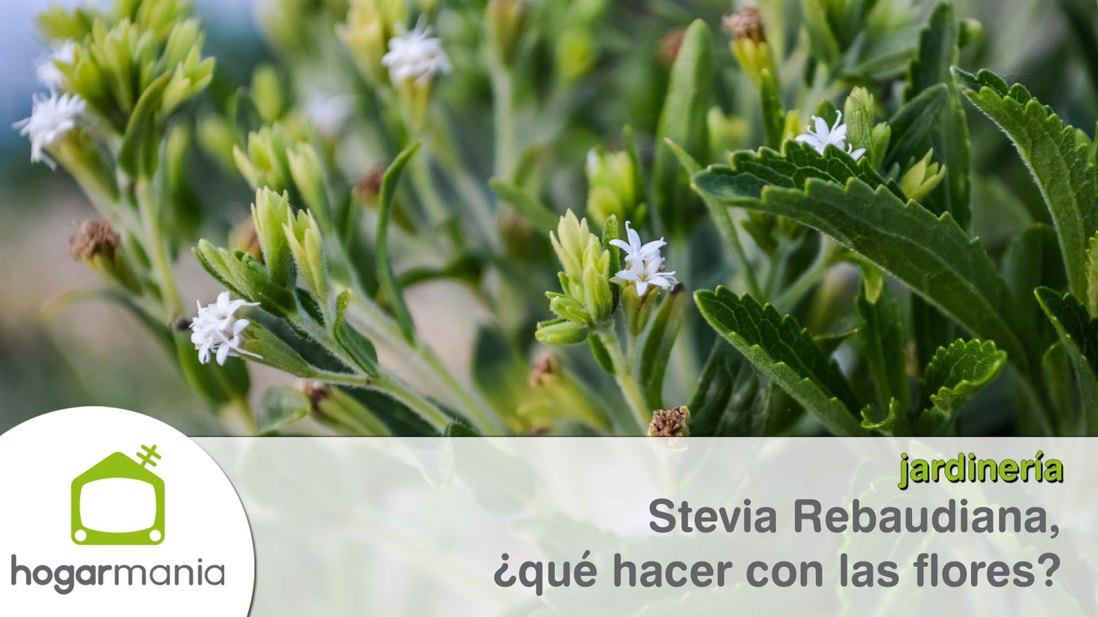 setvia que hacer flores xl