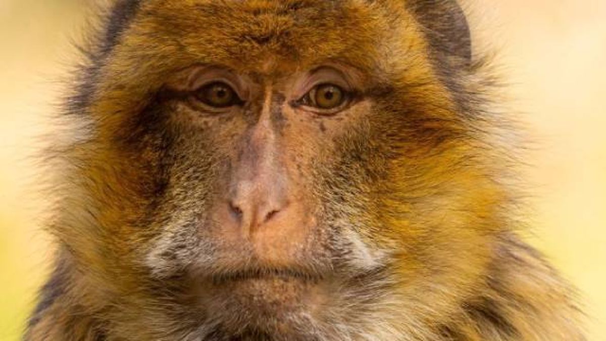 animales karpin centro acogida fauna silvestre macaco gibraltar